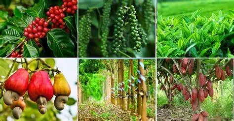 Quy trình trồng và chăm sóc cây công nghiệp (khái quát)