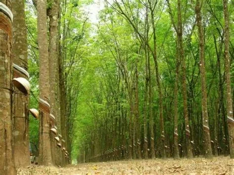 Cây công nghiệp là cây gì? Khái niệm và đặc điểm nhận biết
