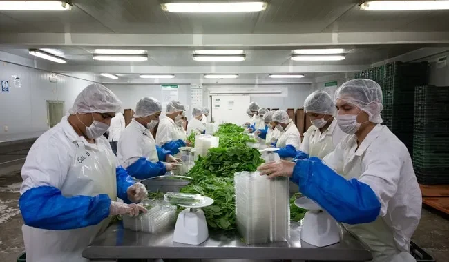 Các hình thức chế biến nông sản phổ biến hiện nay