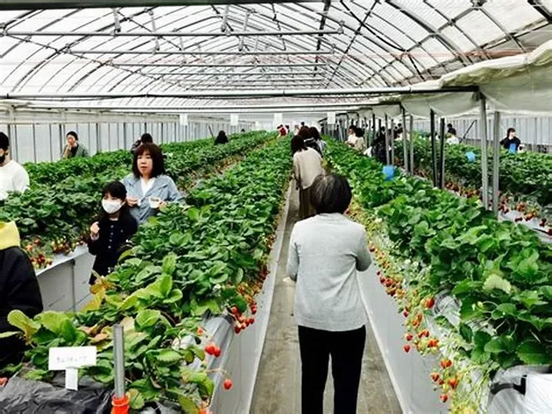 Du lịch nông nghiệp trải nghiệm nông sản là gì? "Giải mã" sức hút của loại hình du lịch mới nổi