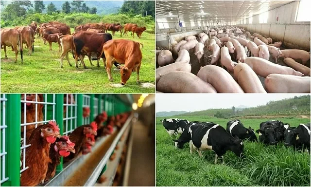 Câu chuyện người nông dân: Vượt khó làm giàu trên quê hương