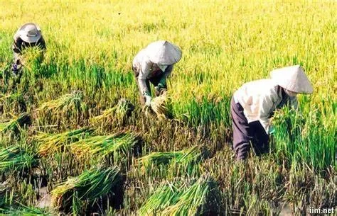 Giải pháp nào cho những "nỗi đau" của nghề nông