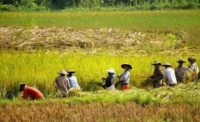 Những "nỗi khổ" muôn thuở của người làm nông