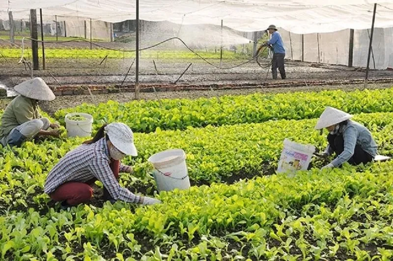 Nông nghiệp bền vững là gì? Tại sao cần phát triển nông nghiệp bền vững?