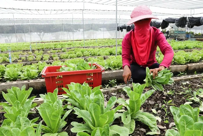 Các giải pháp cụ thể để phát triển nông nghiệp bền vững