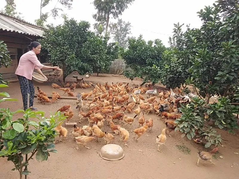 Nghề nông không chỉ là "bán mặt cho đất, bán lưng cho trời"