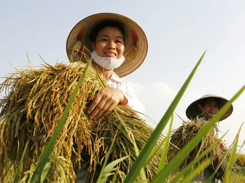Các bước cơ bản trong quy trình sản xuất nông sản "từ A đến Z"