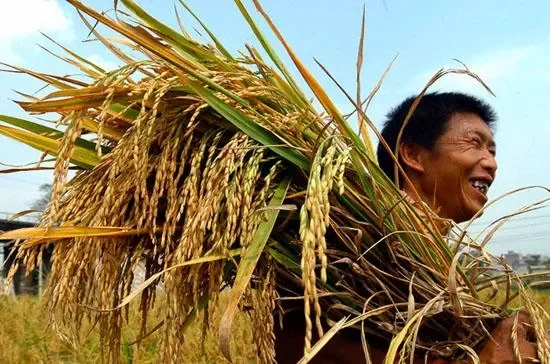 Người nông dân Việt Nam là ai? Họ mang trong mình những phẩm chất gì?