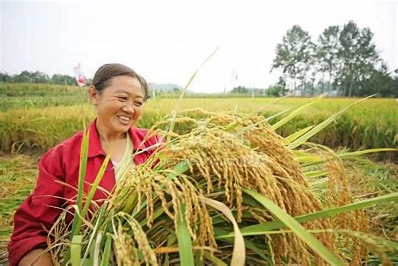 Thực trạng và thách thức của nông dân Việt Nam hiện nay