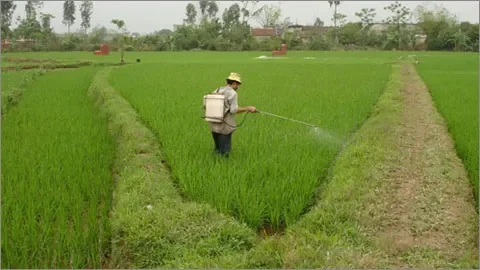 Nông dân Việt Nam là ai? Định nghĩa và góc nhìn đa chiều