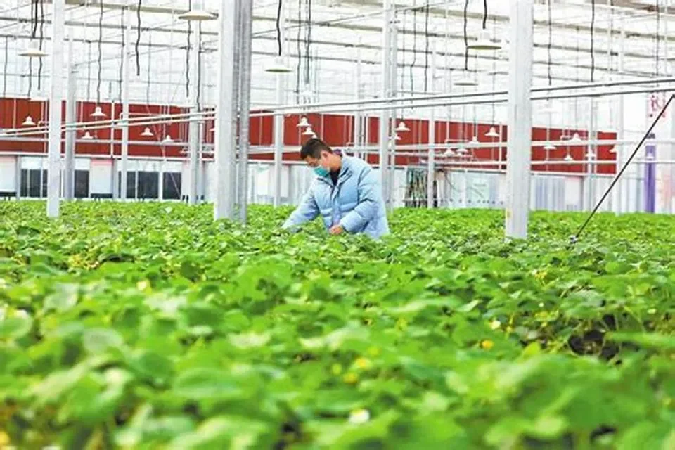 Thực trạng lao động nông nghiệp ở Việt Nam: Những thách thức và cơ hội