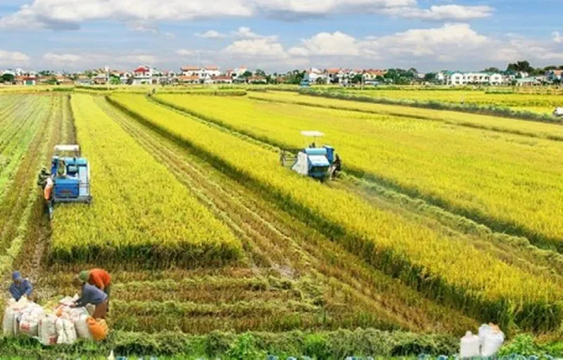 Đặc điểm nổi bật của nông nghiệp xanh: Nhận diện "màu xanh"