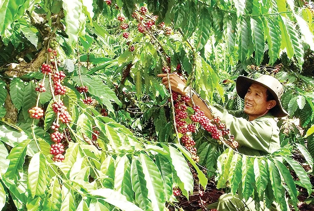 Nông sản đặc sản vùng miền - "Tinh hoa" của đất trời Việt Nam