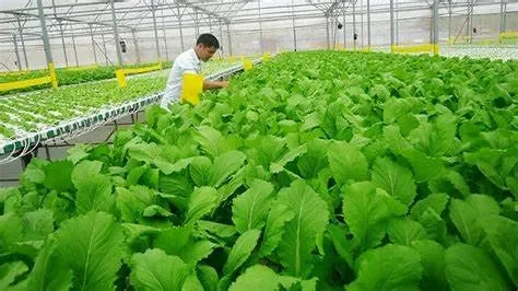 Các loại nông sản hữu cơ phổ biến ở Việt Nam: "Vườn hữu cơ đa dạng"