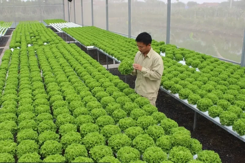 Phân loại nông sản sạch phổ biến hiện nay