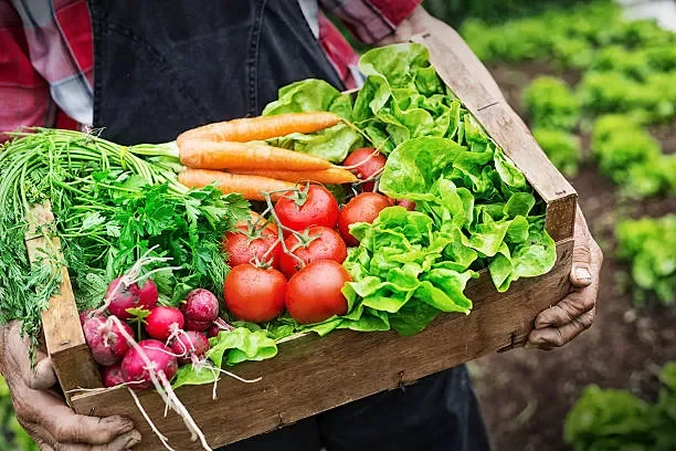 Nguồn cung cấp vitamin và khoáng chất thiết yếu