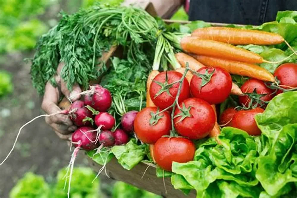 "Làm nông" ở Việt Nam hiện nay: Không chỉ là chuyện "bán mặt cho đất, bán lưng cho trời"