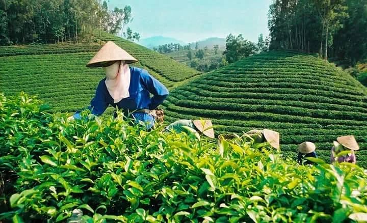Nông sản Việt Nam đa dạng và phong phú đến mức nào?