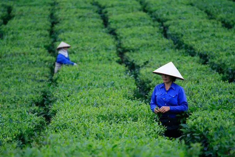 Phân loại nông sản Việt Nam: Từ lúa gạo đến đặc sản địa phương