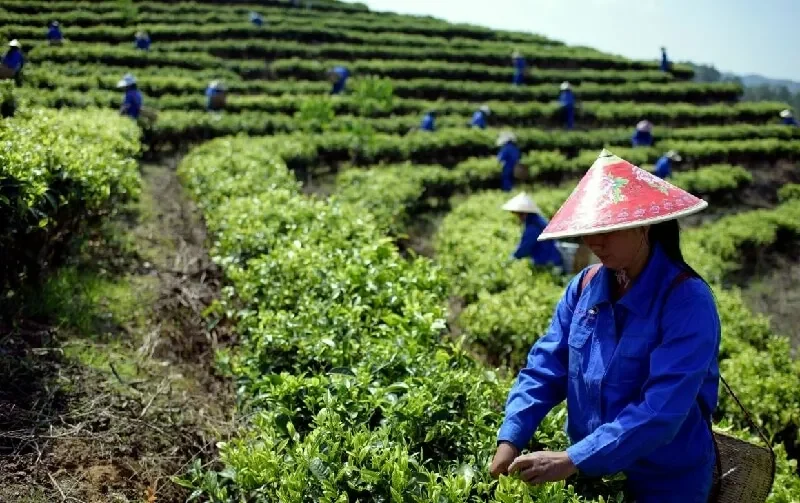 sản