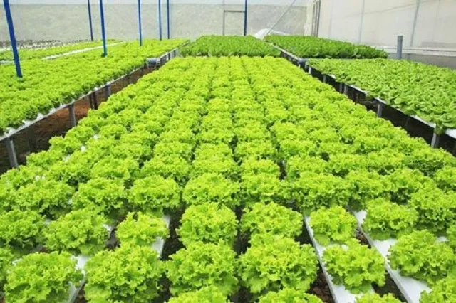 Xu hướng "xanh hóa" thị trường rau hữu cơ Việt Nam