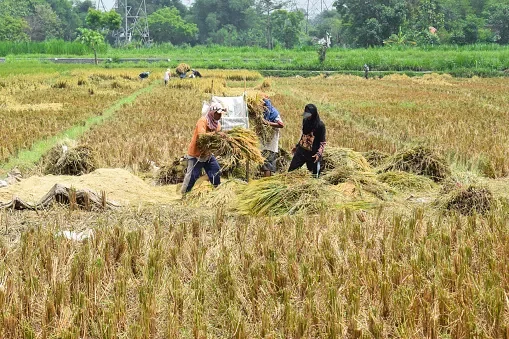 Lợi ích "vàng" khi ứng dụng công nghệ vào trồng trọt hữu cơ