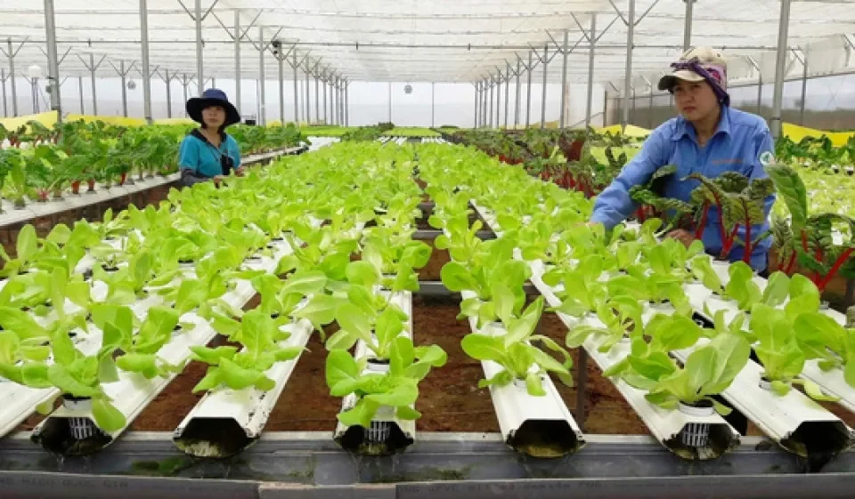Các mô hình nông nghiệp xanh phổ biến: "Muôn hình vạn trạng"