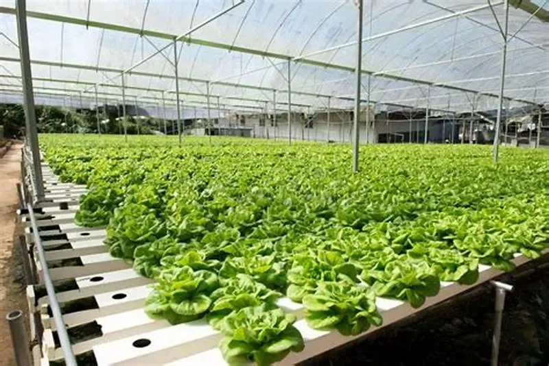 Tương lai của nông nghiệp sạch tại Việt Nam và trên thế giới