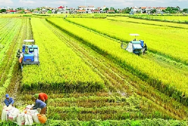 Kết luận: Tận dụng lợi thế, vươn tầm thế giới