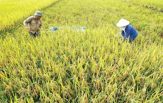 Các loại cây trồng chủ lực và tiềm năng phát triển của Việt Nam