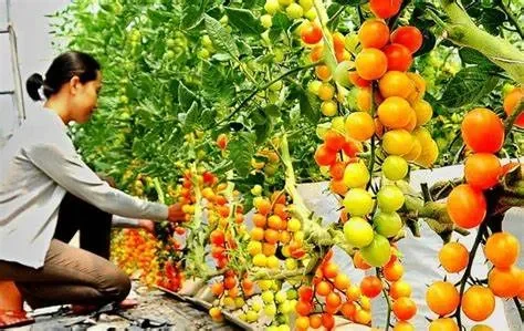 Đất đai màu mỡ và nguồn nước dồi dào: "Nền tảng" vững chắc cho trồng trọt