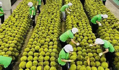 Vị thế của Việt Nam trên bản đồ xuất khẩu nông nghiệp thế giới
