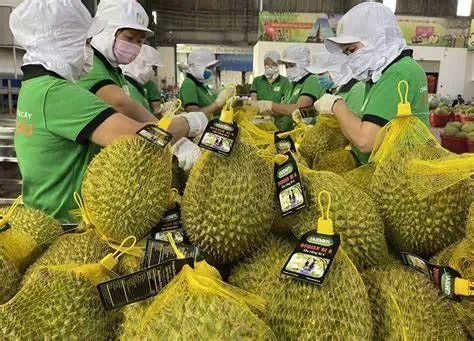 Tương lai tươi sáng cho trái cây xuất khẩu Việt Nam