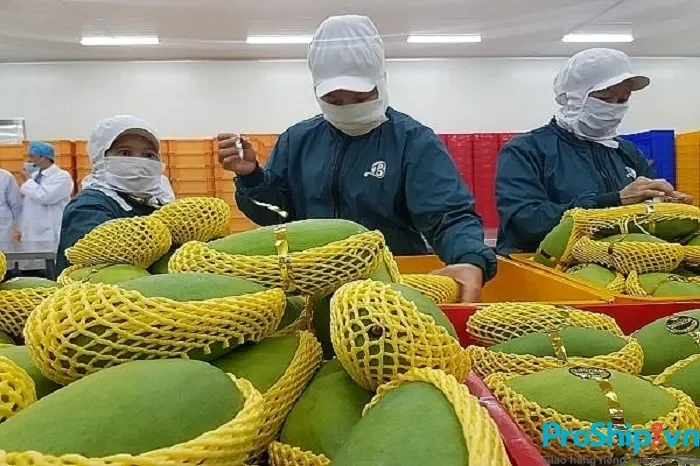 Những yếu tố then chốt giúp trái cây Việt Nam vươn tầm quốc tế