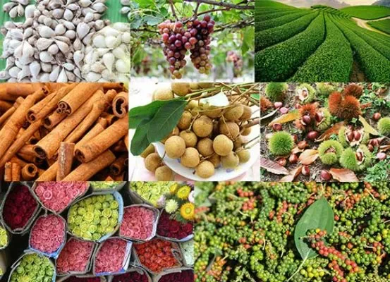 Điểm danh các vùng trồng nông sản nổi tiếng nhất Việt Nam
