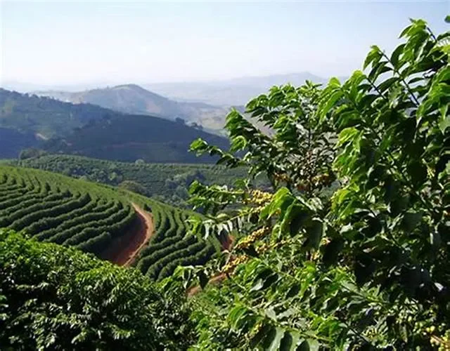 Trung du và miền núi phía Bắc - Thế giới của chè, đặc sản núi rừng và cây ăn quả ôn đới